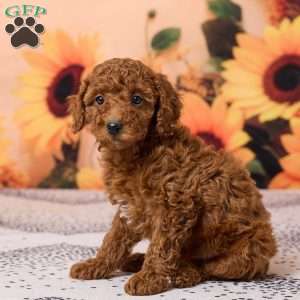 Coby, Miniature Poodle Puppy